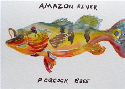 Peacock Bass