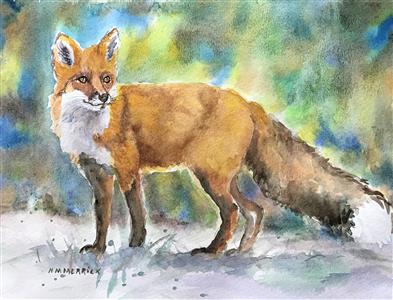 Red Fox